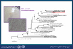 معرفی گونه جدید میکربی به نام «مارینوباکتر» توسط مرکز ملی ذخایر ژنتیکی و زیستی ایران