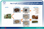 کسب دانش فنی تولید انواع محصولات با ارزش افزوده از بلوط