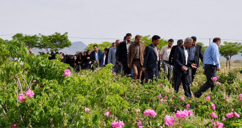 جهاددانشگاهی کاشمر دارنده اولین مزرعه گل‌محمدی در این شهرستان