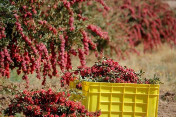 فرآوری غذایی و دارویی؛ راه حل برون رفت از مشکلات زرشک