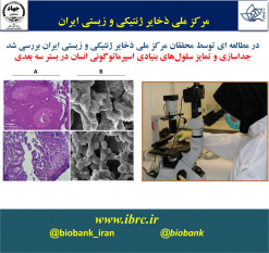 جداسازی و تمایز سلول‌های بنیادی اسپرماتوگونی انسان در بستر سه بعدی