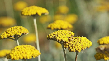 بومادران؛ گیاهی برای دفع سنگ کلیه