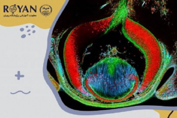 دوره آموزشی جامع کشت سلول‌های چشمی برگزار می‌شود