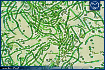 سیانوباکتری جدید با نام علمی خارگیا از جزیره خارگ کشف شد